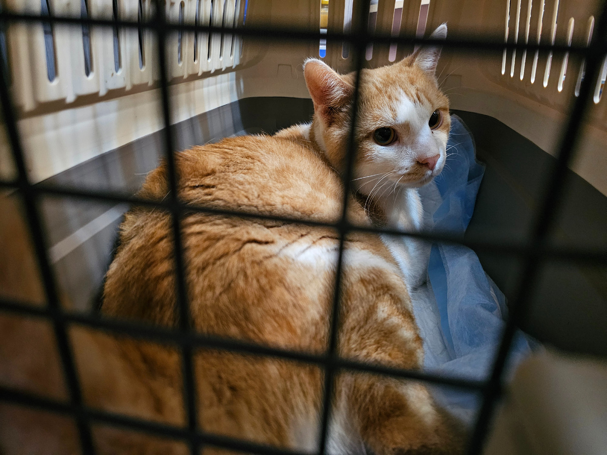 Фото автора. У сынка большие проблемы с мочевым, МКБ. Нужны лекарства и лечение.