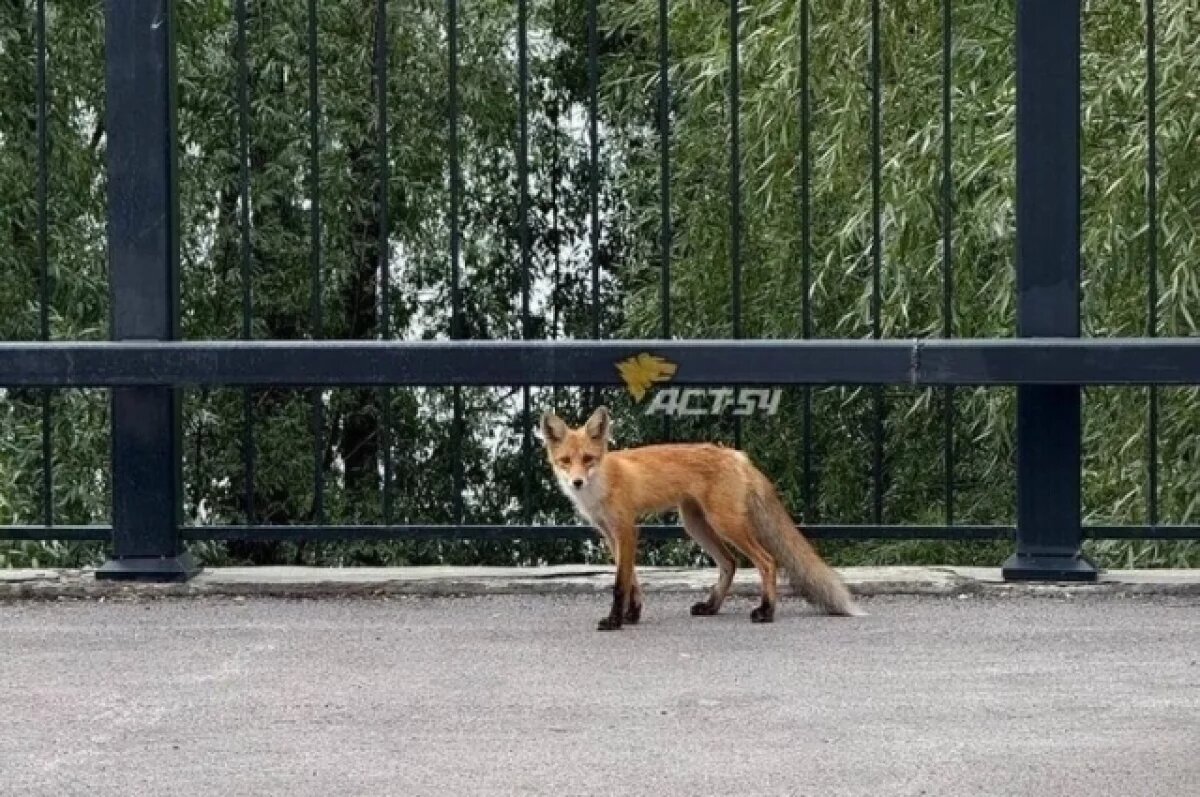    Лису заметили на «Чистой слободе» в Новосибирске