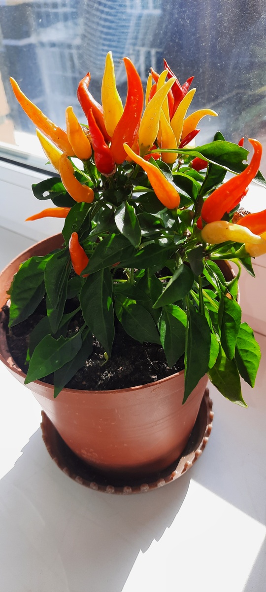 Сорт перца «Медуза»