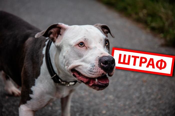 Обложка © Коллаж © Life.ru, фото © Shutterstock / FOTODOM / Freddy Sky