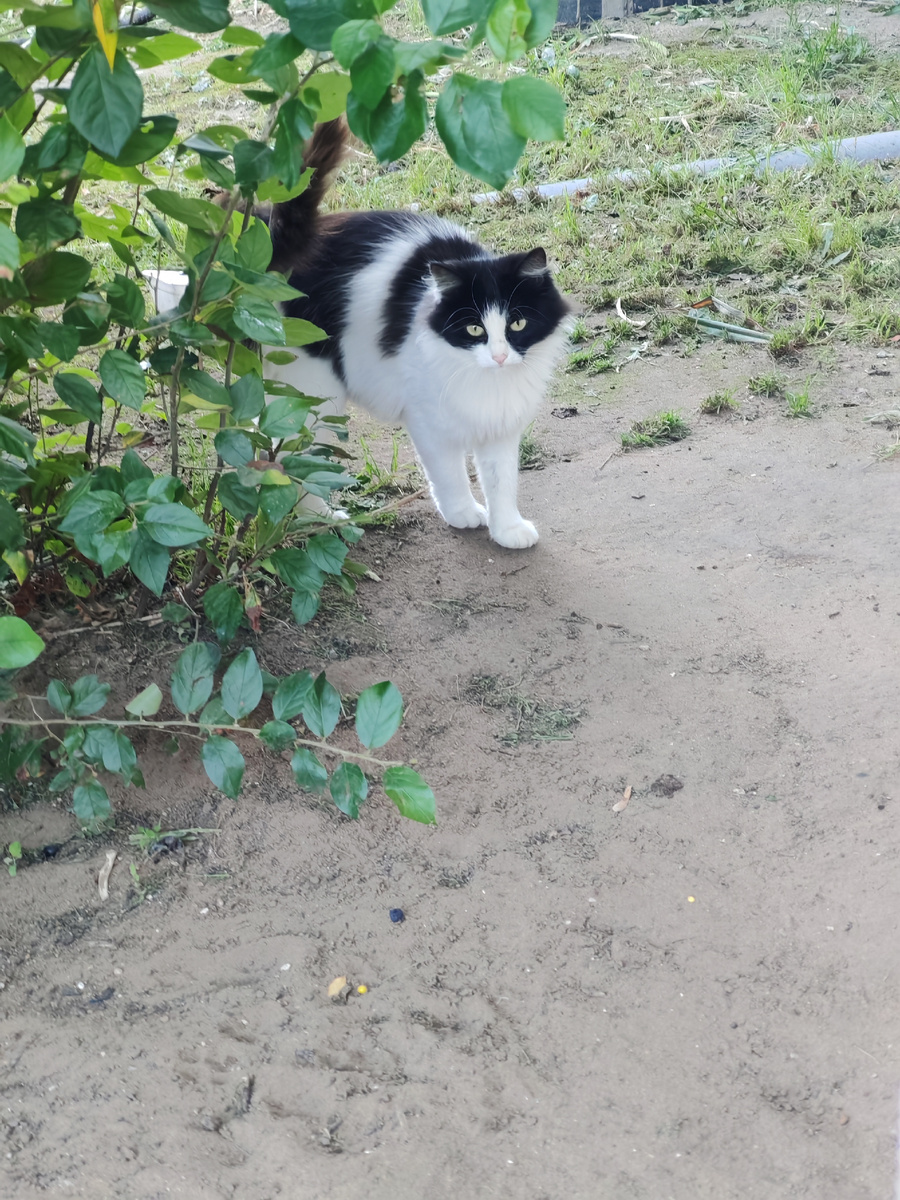 Васек, мой деревенский котик. Фото автора 