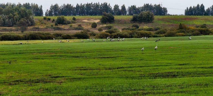 Фото: Олеся Корнюшина/«Орловское полесье»  📷
