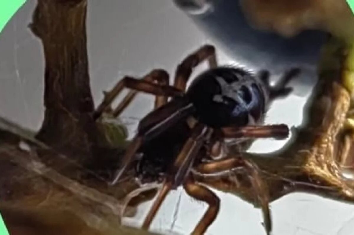    Тулячка нашла в винограде ядовитого паука