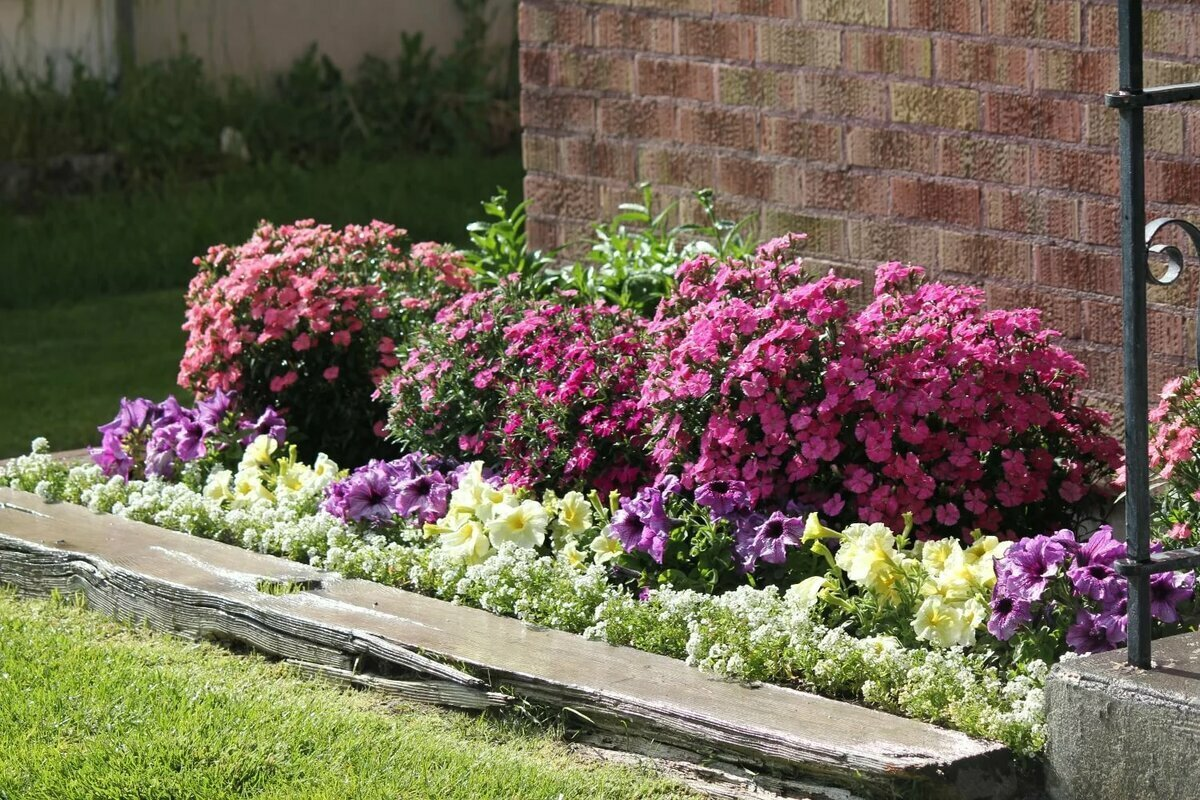 Петунии. Источник фото: https://dubabah.club/uploads/posts/2023-01/1674504455_dubabah-club-p-rozovo-sirenevaya-klumba-vkontakte-65.jpg