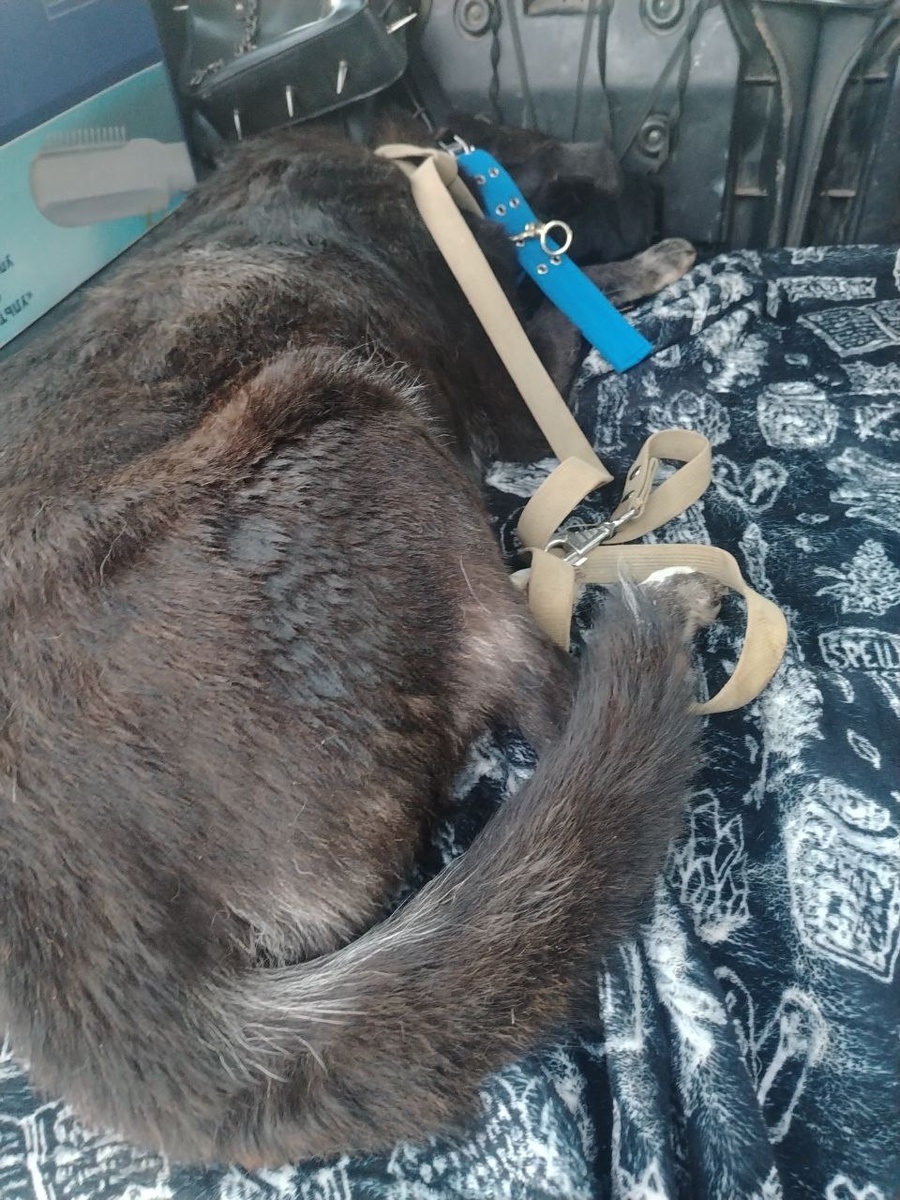 Чернуша едет к врачу.