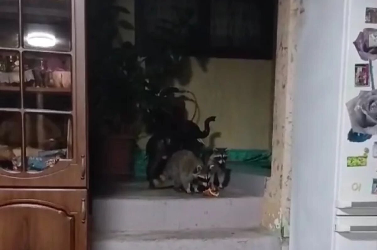    Пензенцы на черноморском побережье наблюдают нашествие енотов