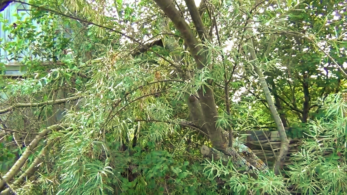 Упало старое дерево облепихи