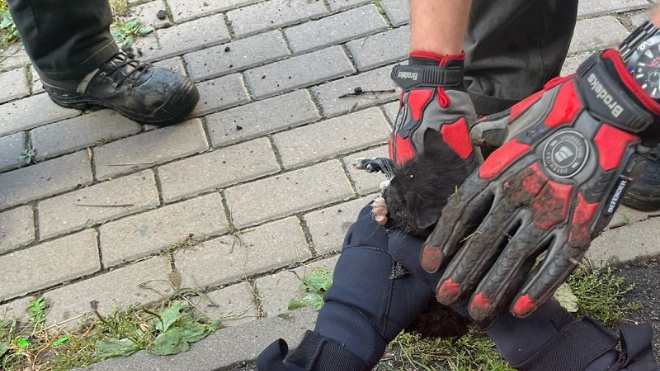 Фото: поисково-спасательная служба Санкт-Петербурга