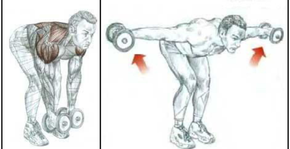 Наглядный пример махов гантелями в наклоне.