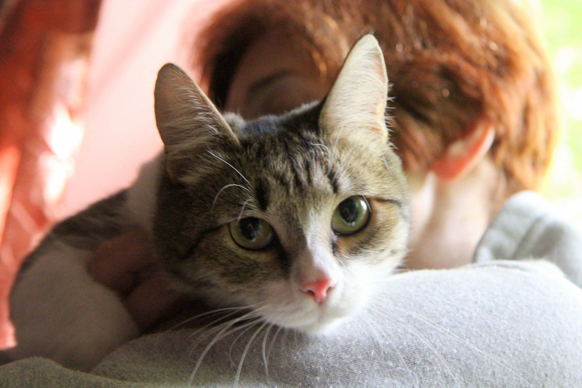 Хитрый маленький (тогда ещё) кот Тамерлан