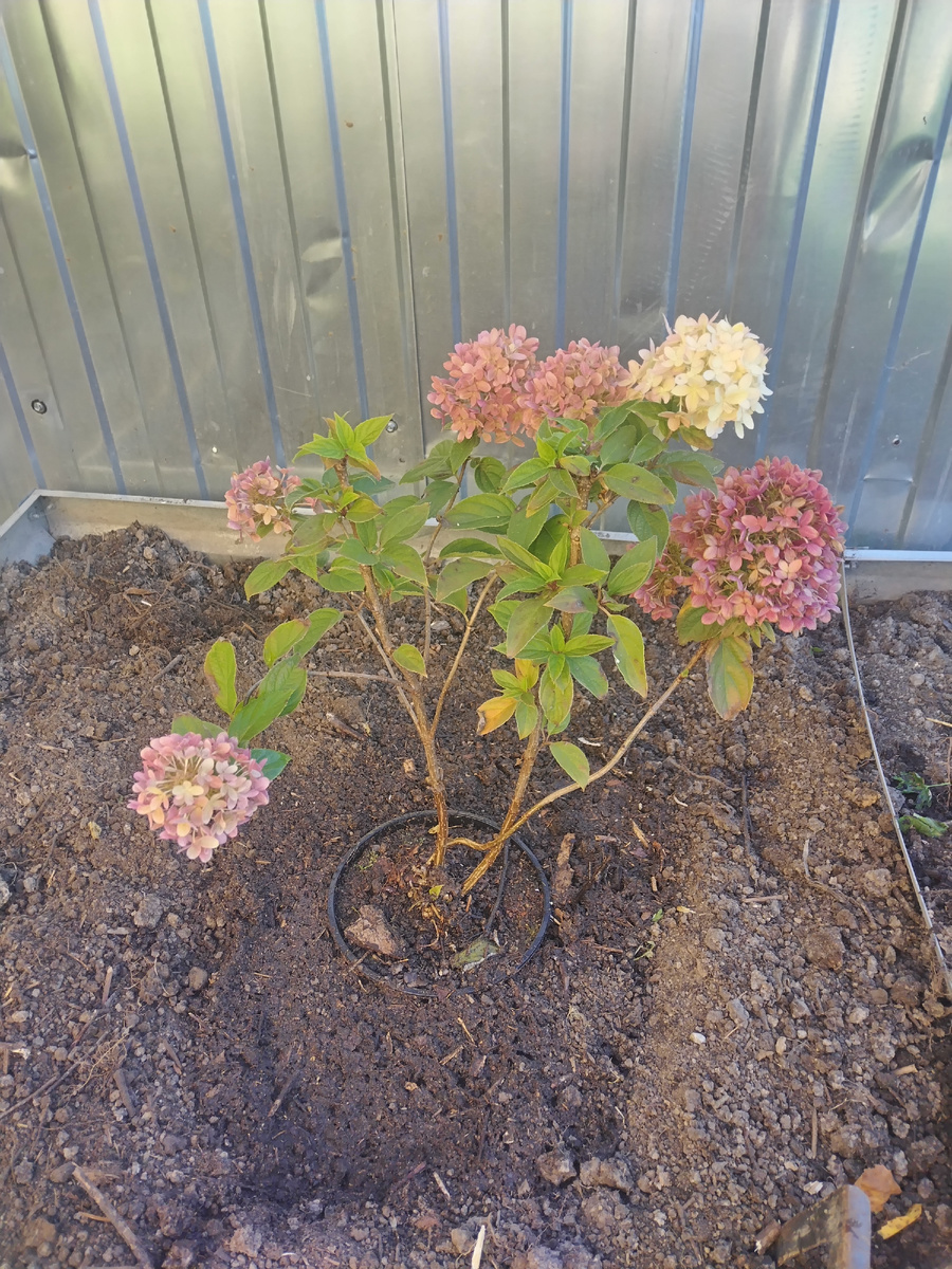 Пока не знаю куда её посадить? Пусть до весны здесь будет. 