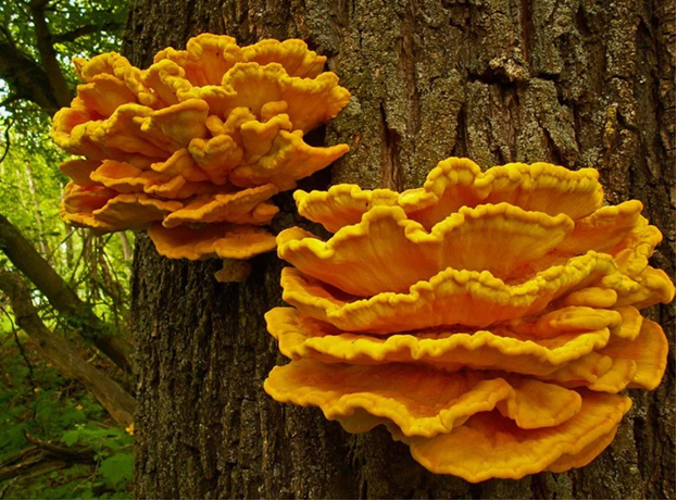 Фото взято из интернета.