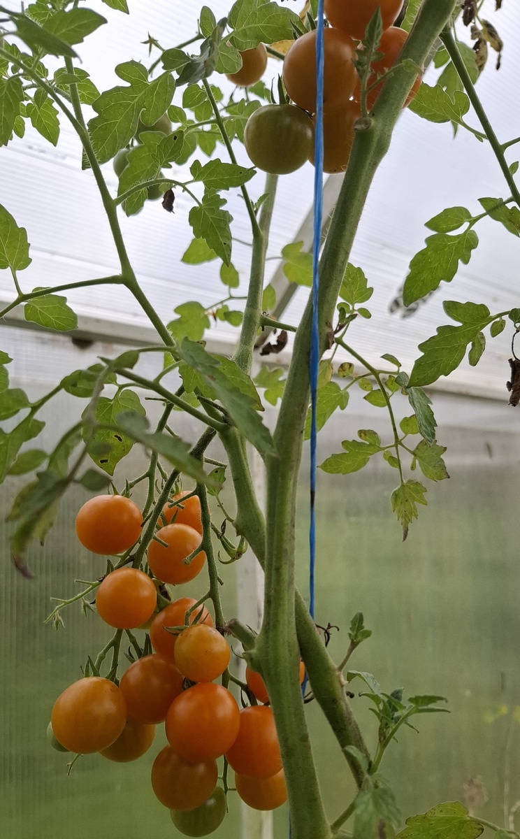 Из покупных медовых оранжевых черри