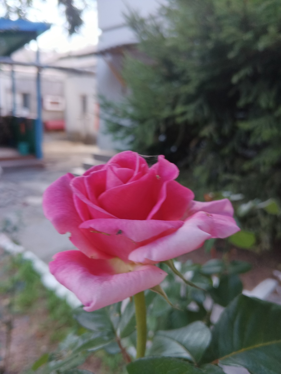 Вот такая красота во дворе детского отделения. Фото Галины Малышевой.