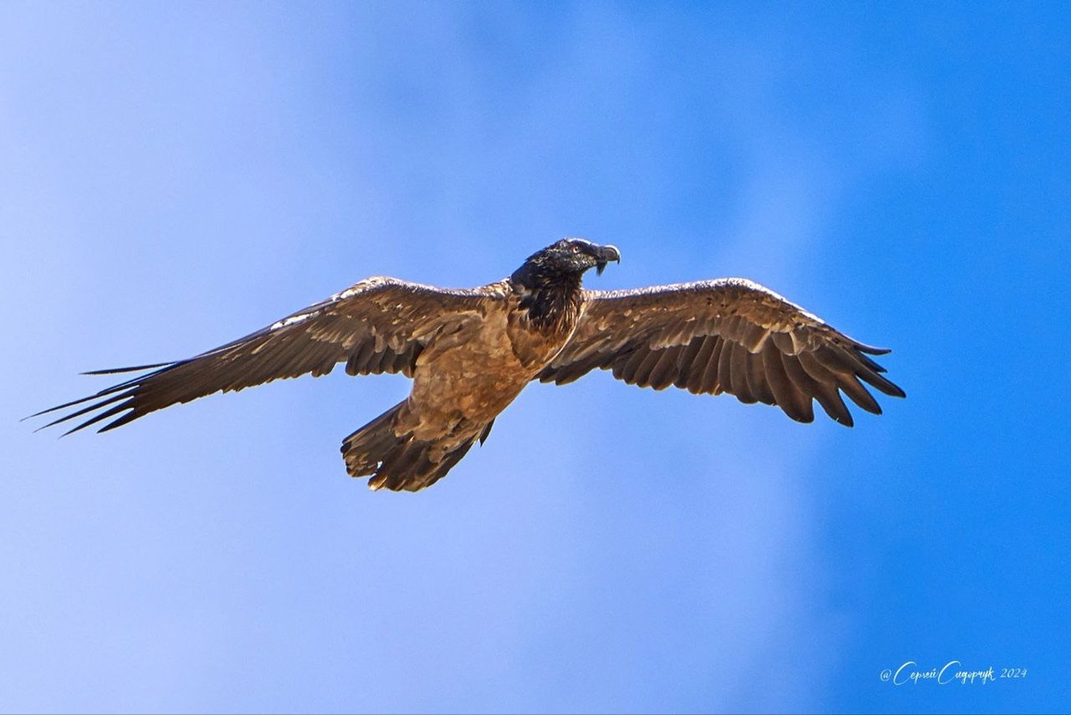 Это - бородач. Желудок бородача переваривает даже кости. Этот парень видимо высматривает себе обед. Подойдёт любое павшее животное, бородач не брезглив. Удивительная птица с "железным желудком". (с) Сергей Сидорчук.