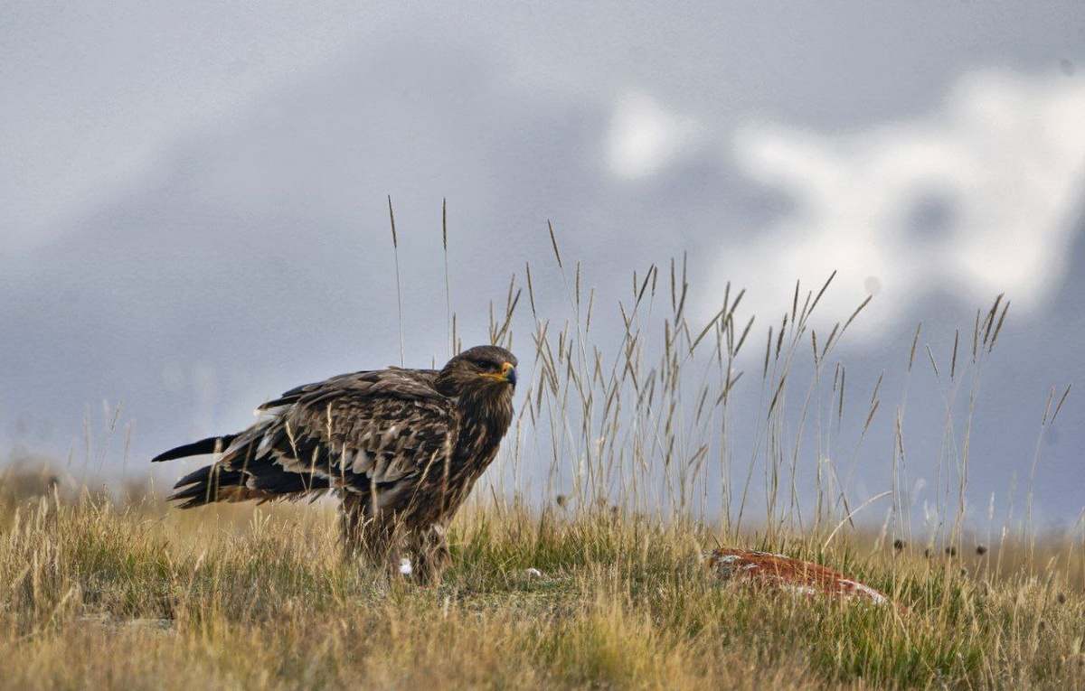 А это - степной орел. Орлиное зрение позволяет разглядеть обед с высоты двух километров, а мощные лапы с когтями-капканами не оставят жертве ни шанса.  (с) Игорь Чупин.