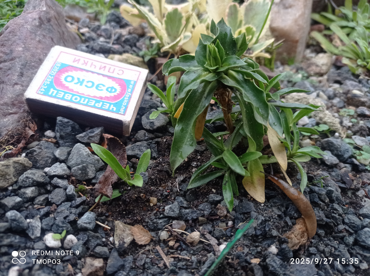 горечавка узколиистная