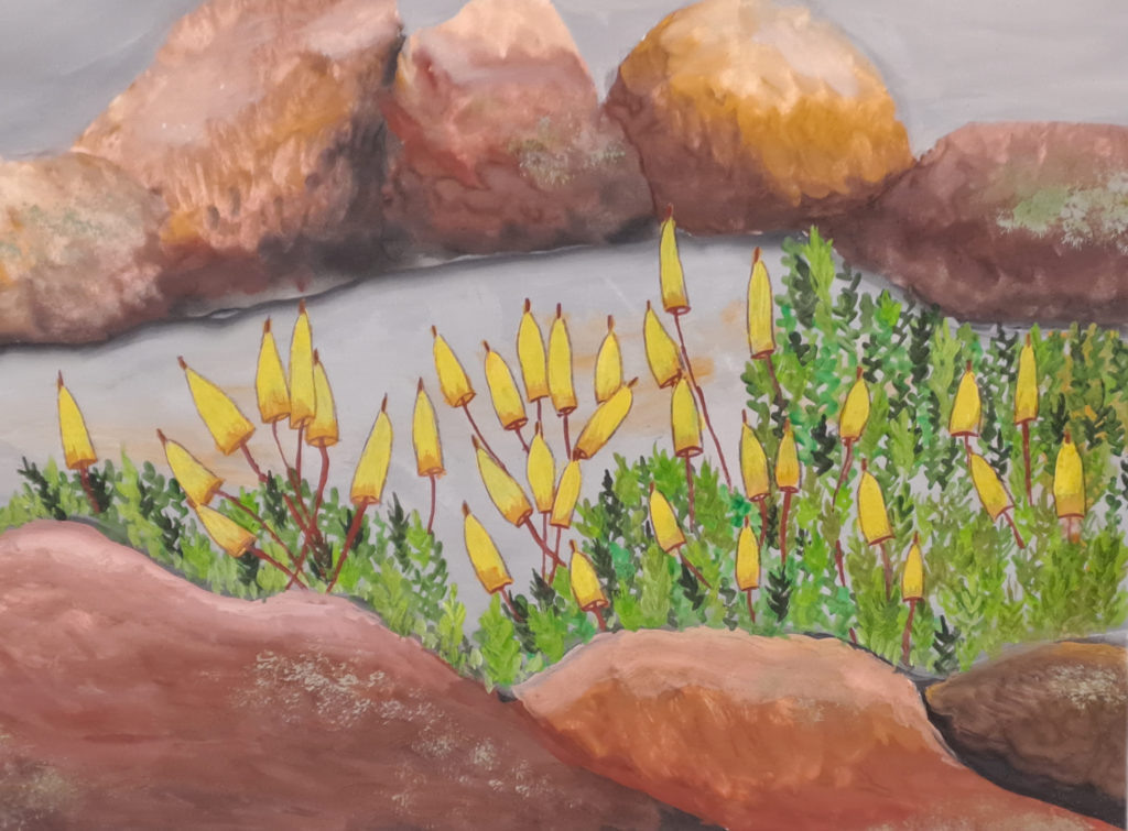 Разводовская Елизавета, 11 лет (с участием педагога). «Энкалипта коротконожковая» (этап «Древнейшие на земли – мхи»). Источник: news.sgnorilsk.ru