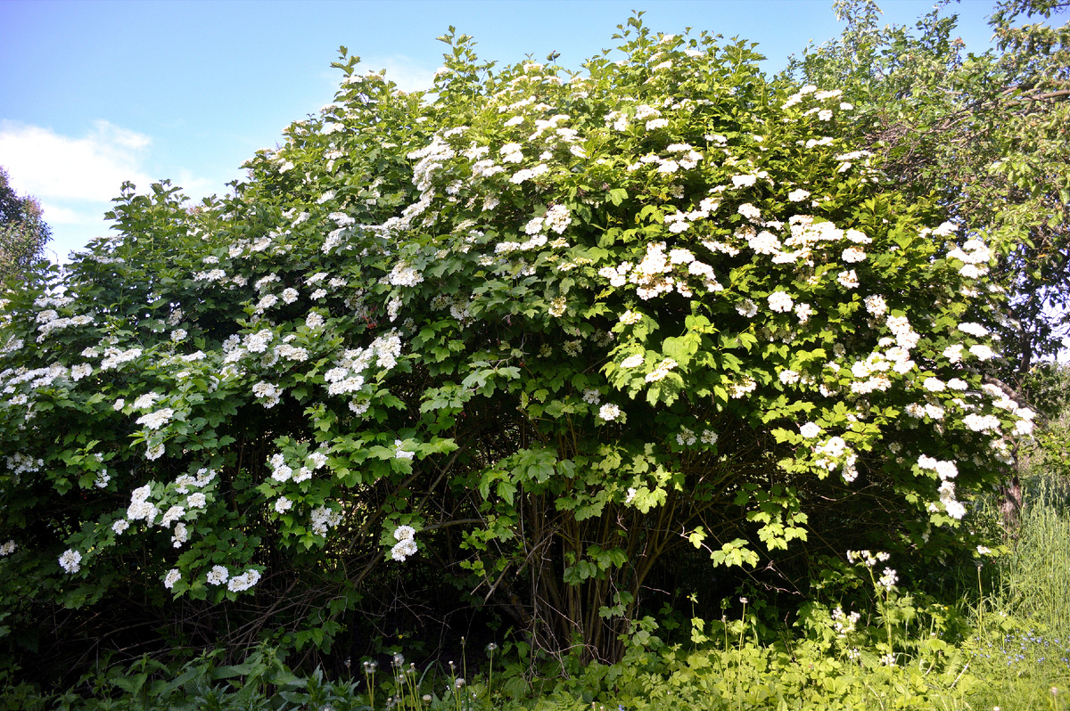 28 мая. Цветущая калина. Все фотографии в статье мои