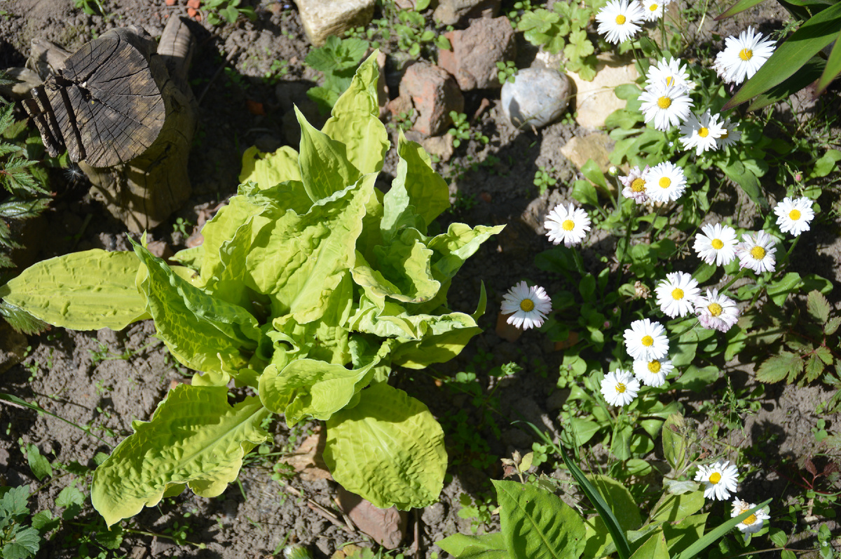 28 мая. Хоста Липстик Блонд