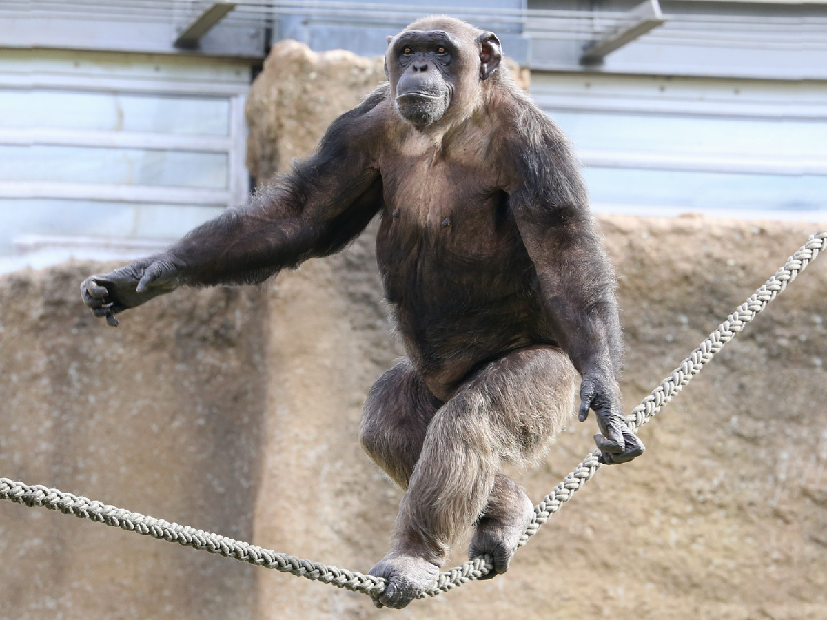 Rufus46, CC BY-SA 3.0 