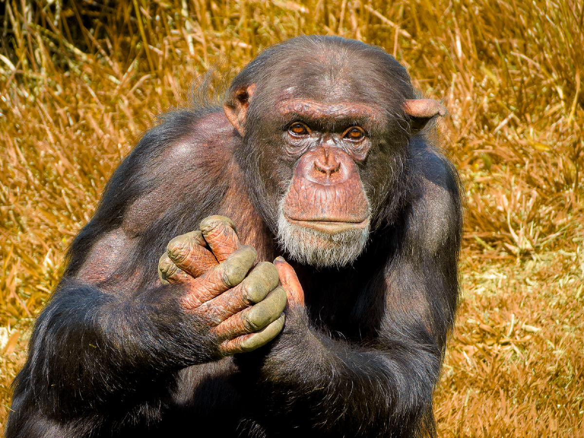 Dkoukoul, CC BY-SA 4.0