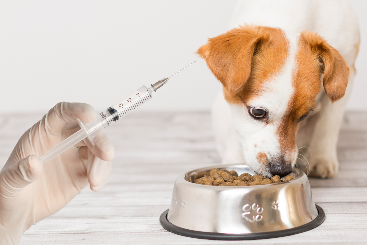 Можно ли кормить собаку перед прививкой