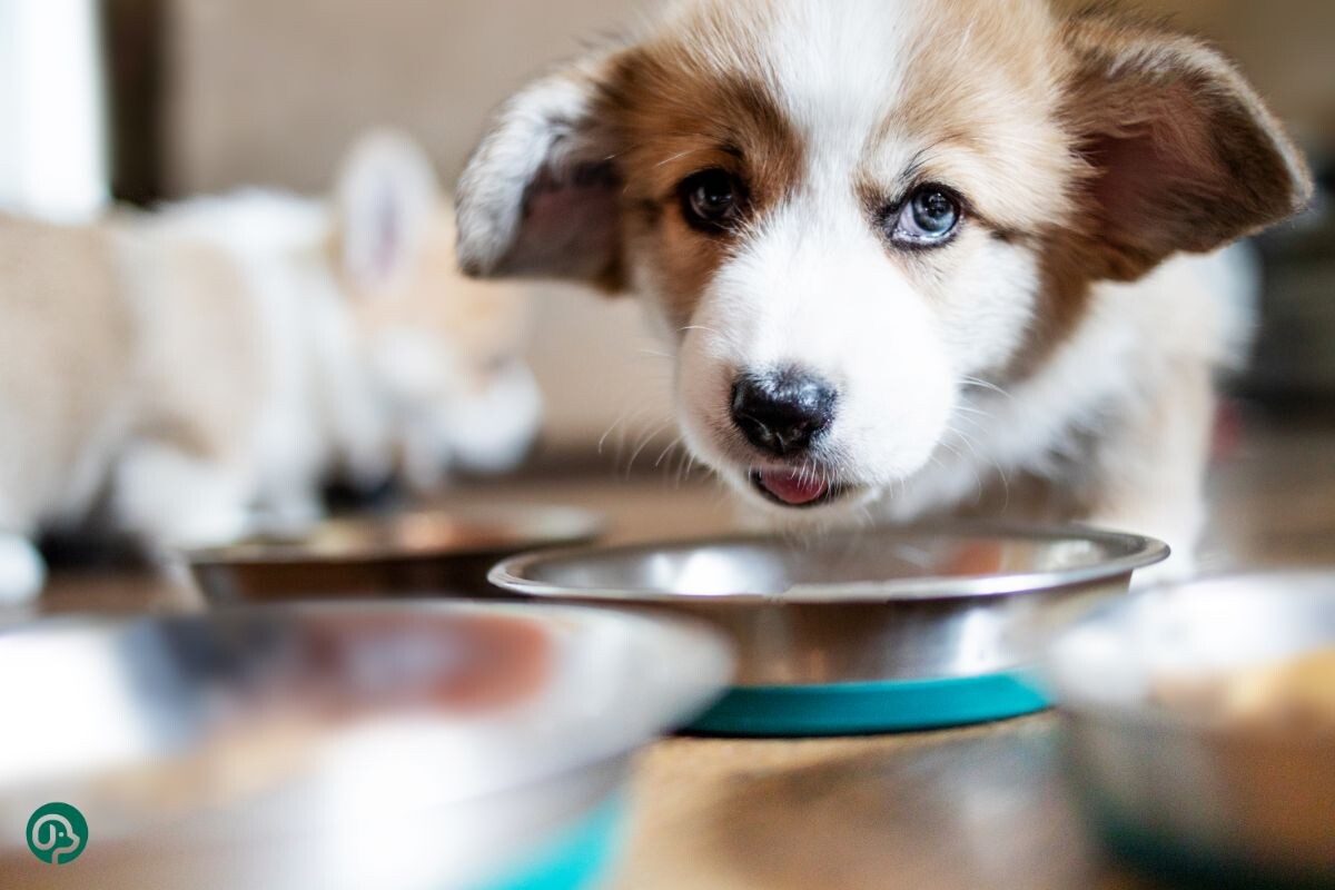 Щенок ест корм 