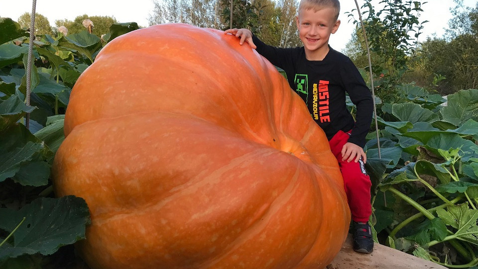 Гигантская тыква