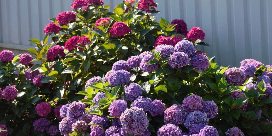 Шапки не будут мельчать: обрезаю осенью крупнолистную гортензию на 2-3 почки – на пышное цветение