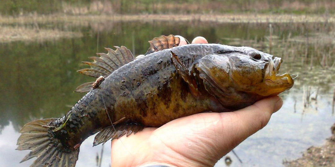 Рыба Ротан: Друг или Враг для Водоёмов?