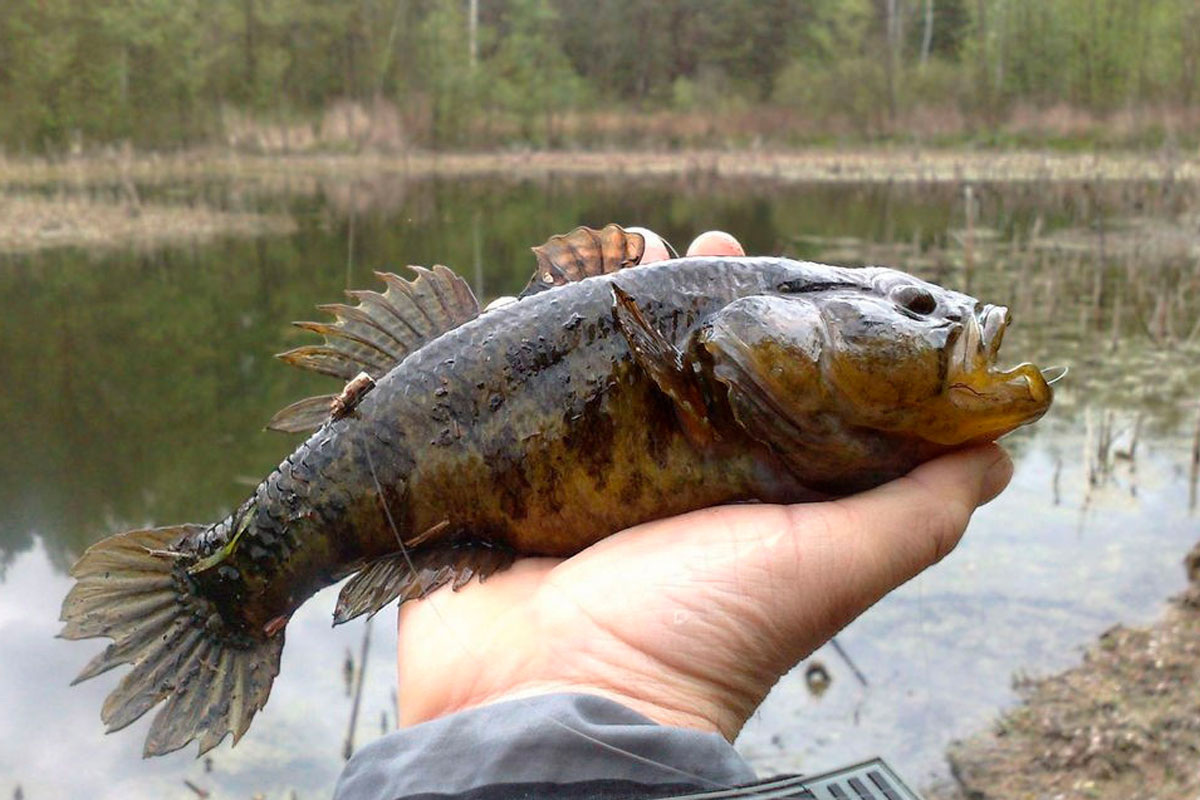 Рыба Ротан: Друг или Враг для Водоёмов? 