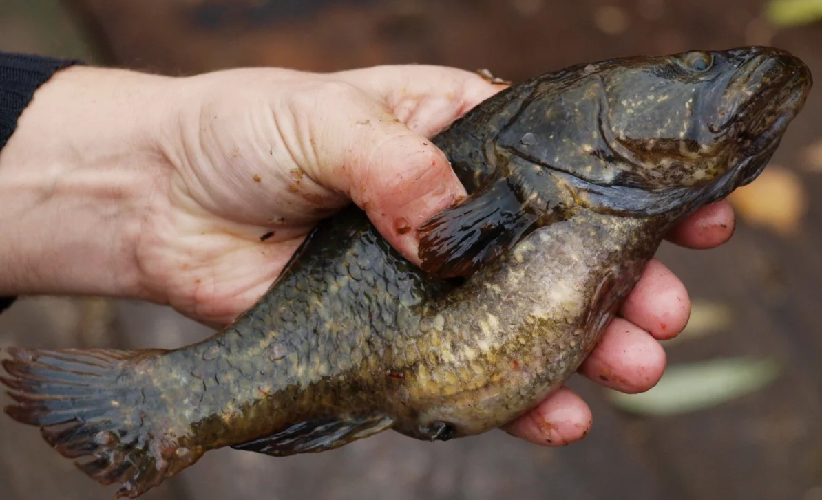 Рыба Ротан: Друг или Враг для Водоёмов? 