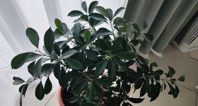    1 столовая ложка в горшок – и фикус Бенджамина возомнит себя пальмой: об облысении можно забыть