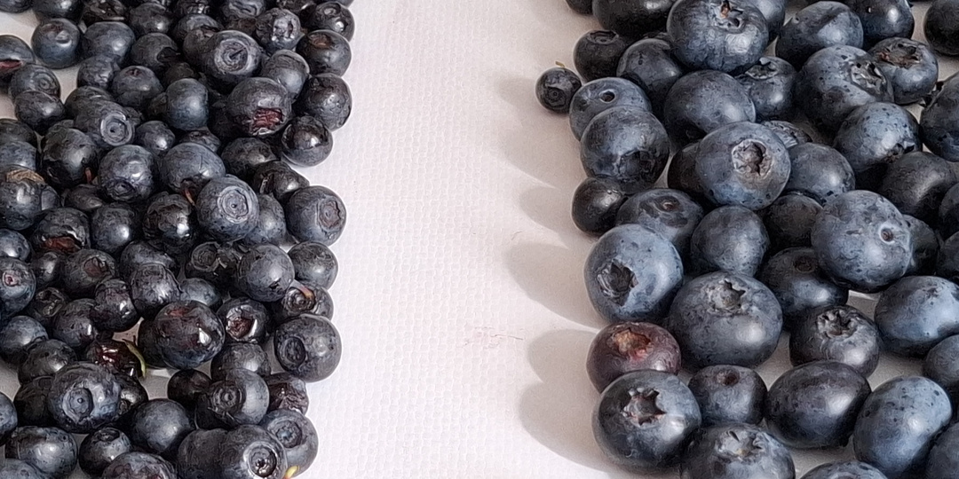 Чем ЧЕРНИКА отличается от ГОЛУБИКИ? И что такое ГОНОБОБЕЛЬ и ТЕРЕМНИКА.