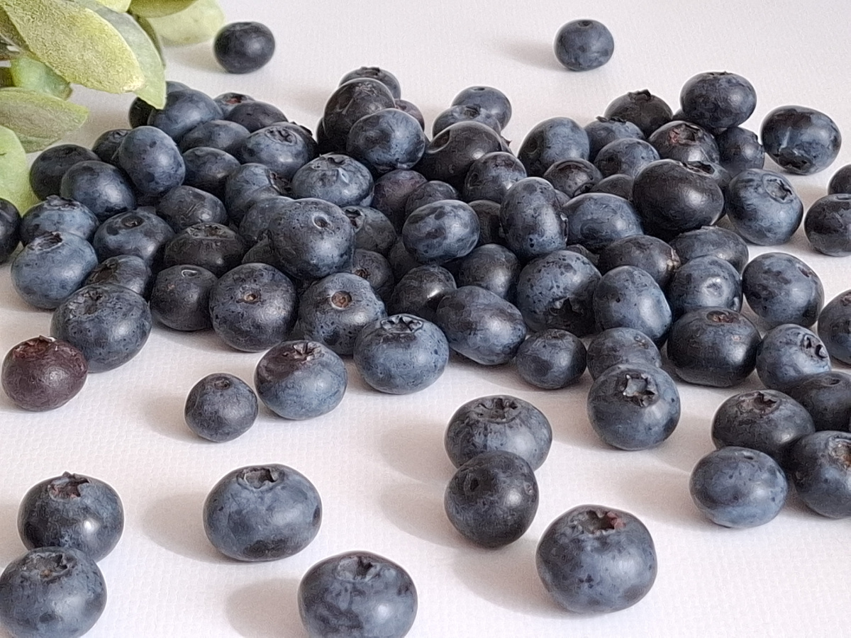 Голубика. Фото автора.