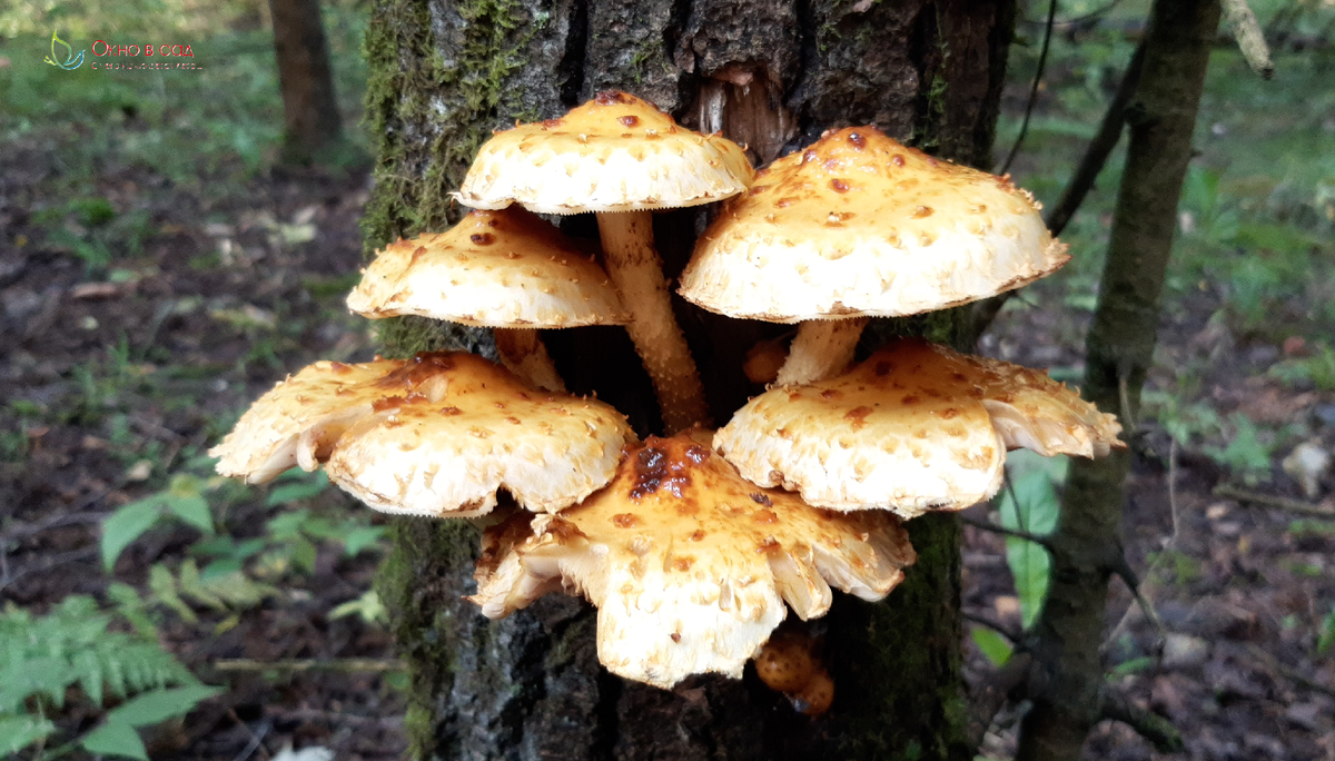 Фото из личного архива автора