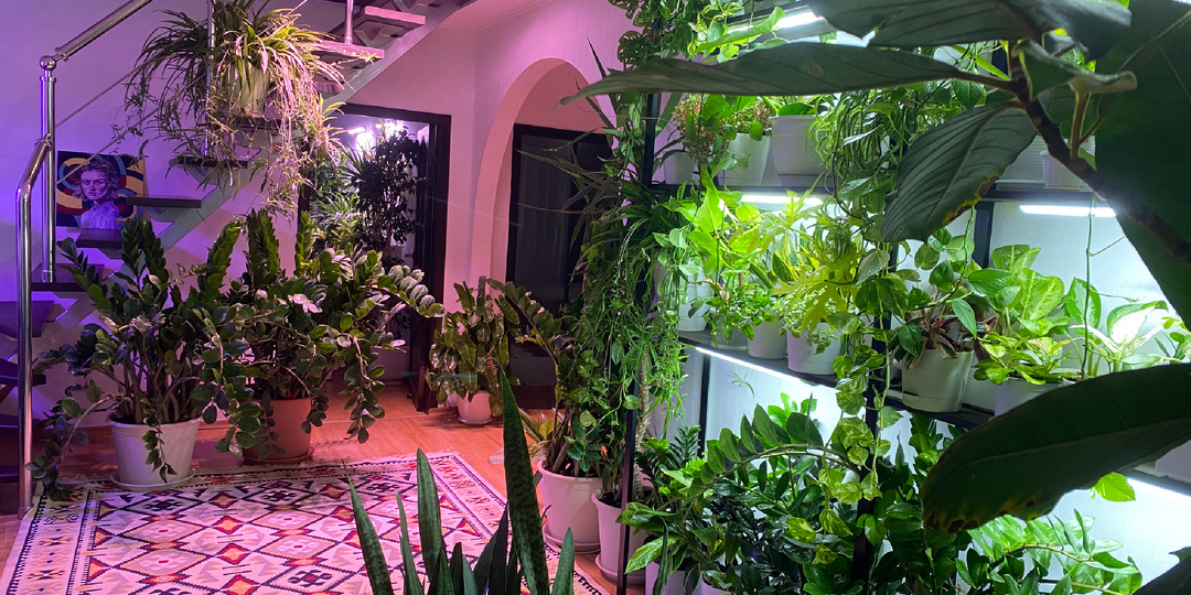 Цветомания- увлечение или зависимость?