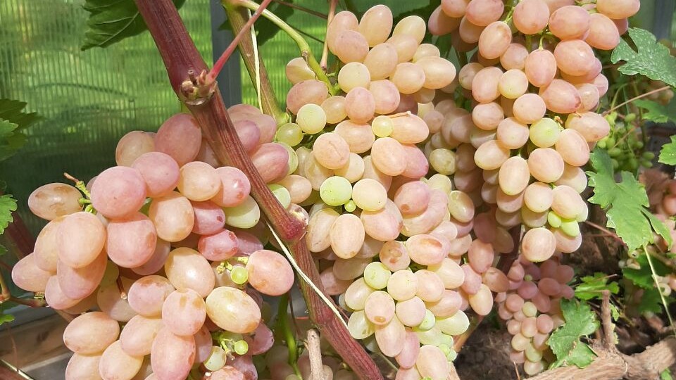 Виноградные вопросы: пергола, дробилка, сорта на вино, прививки, черенки и саженцы винограда