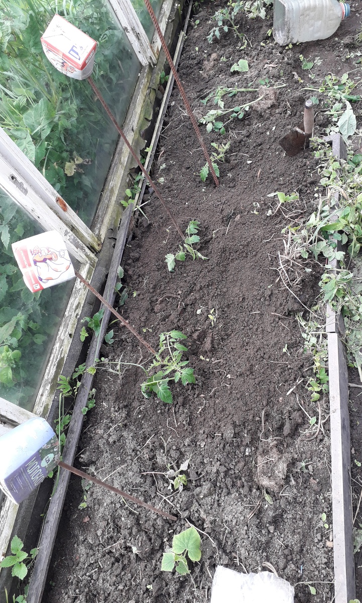 Ряд посаженных пасынков