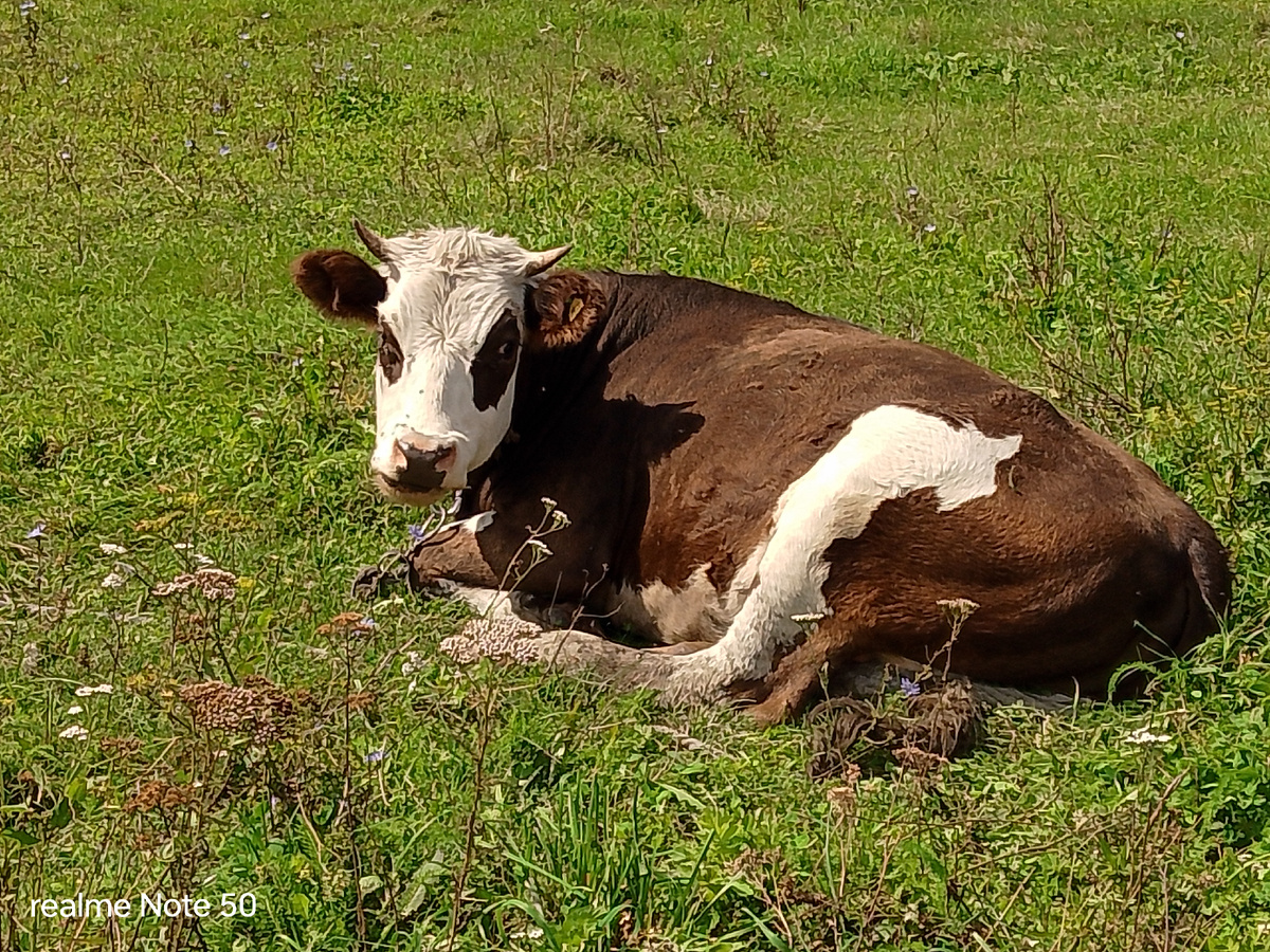 Вот она виновница поломки цепи.
