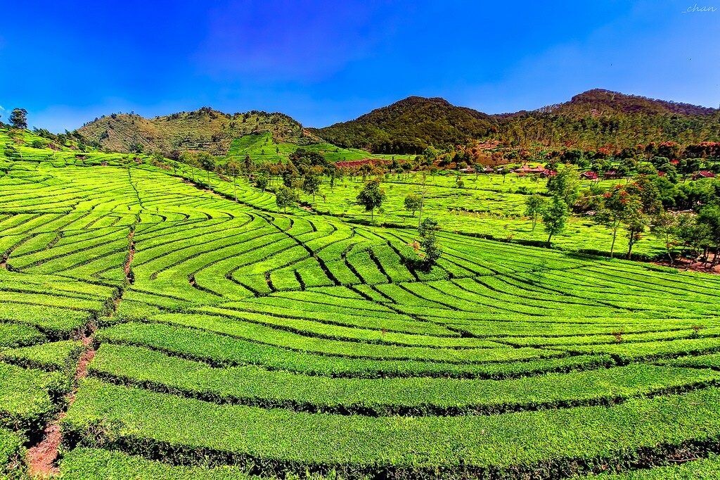 Фото чайных плантаций Индонезии