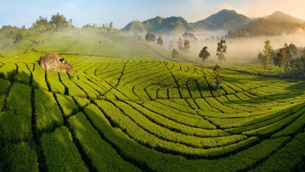 Фото из открытых источников Интернета Чайные плантации на острове Ява