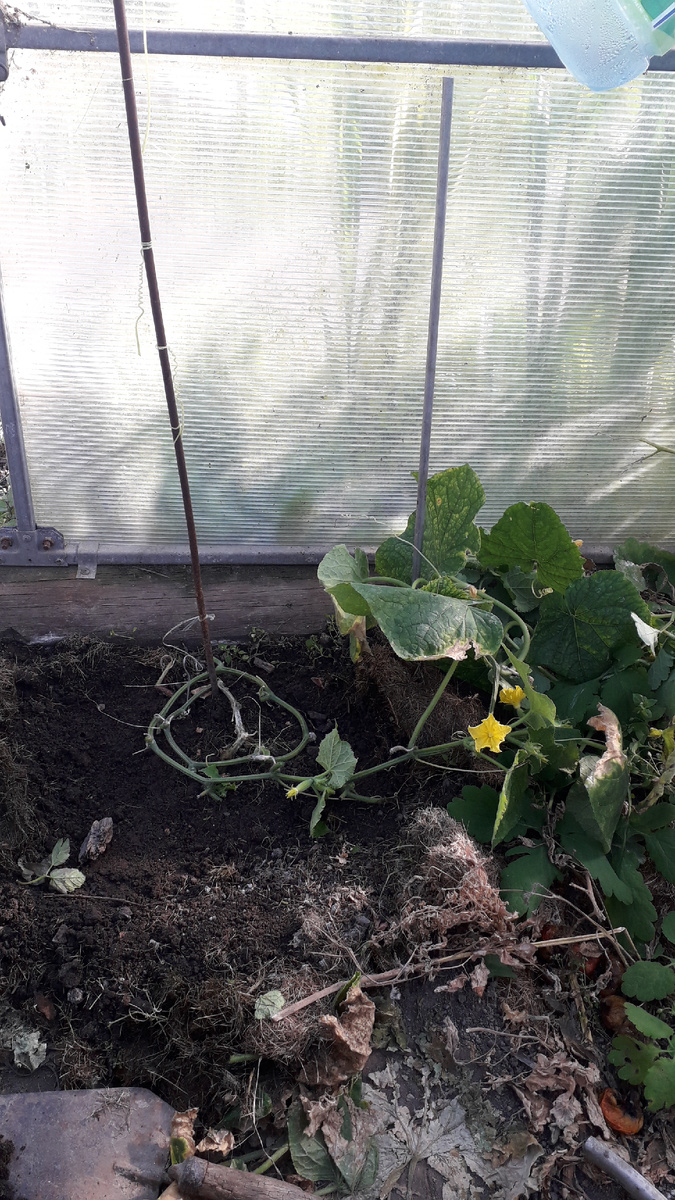 Собранный кольцом, уложенный на землю и пришпиленный но пока не присыпанный стебель огурца