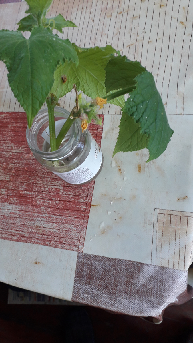 Части пасынка в воде.