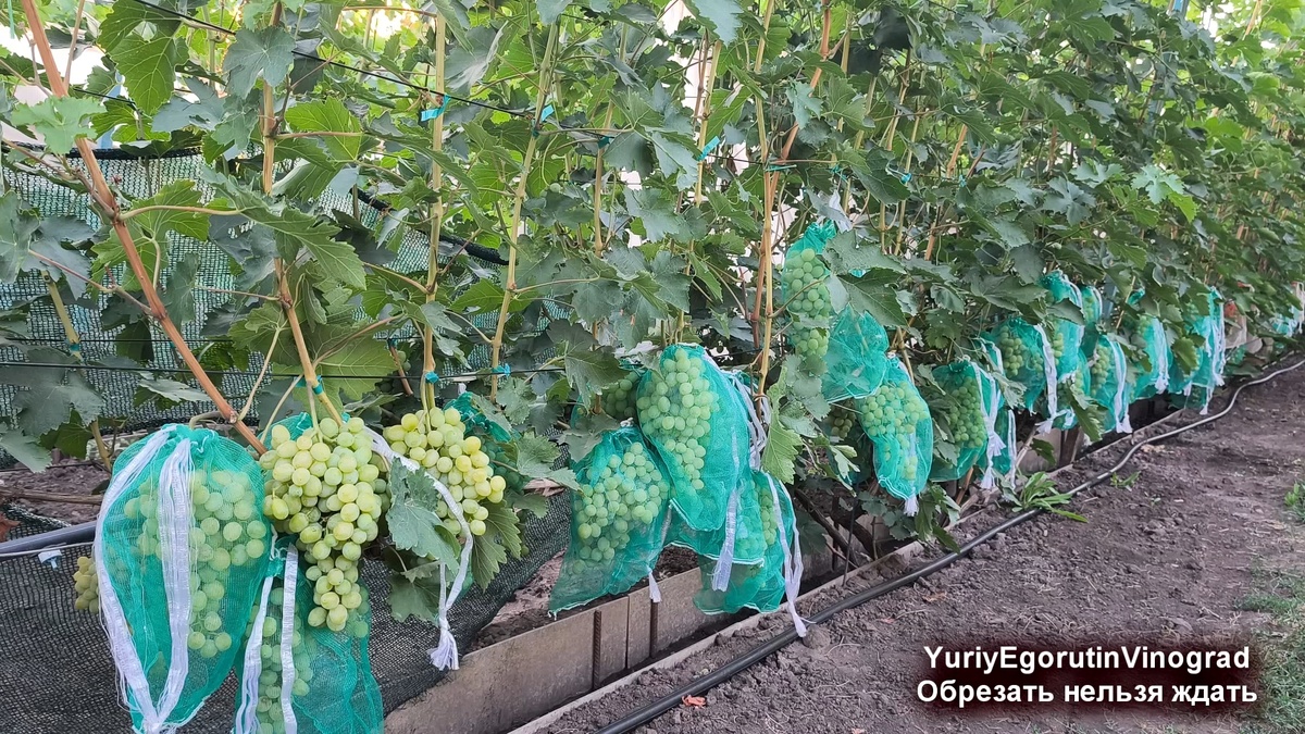 Куст винограда до уборки урожая.