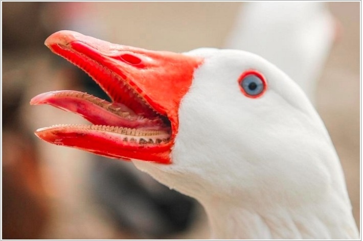 взято с гугла