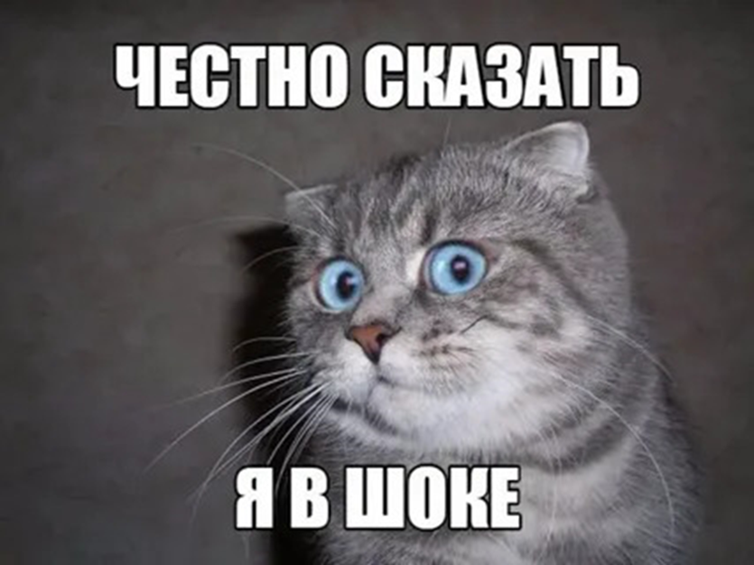 Фото из котогалереи