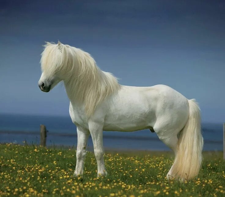 Белый конь