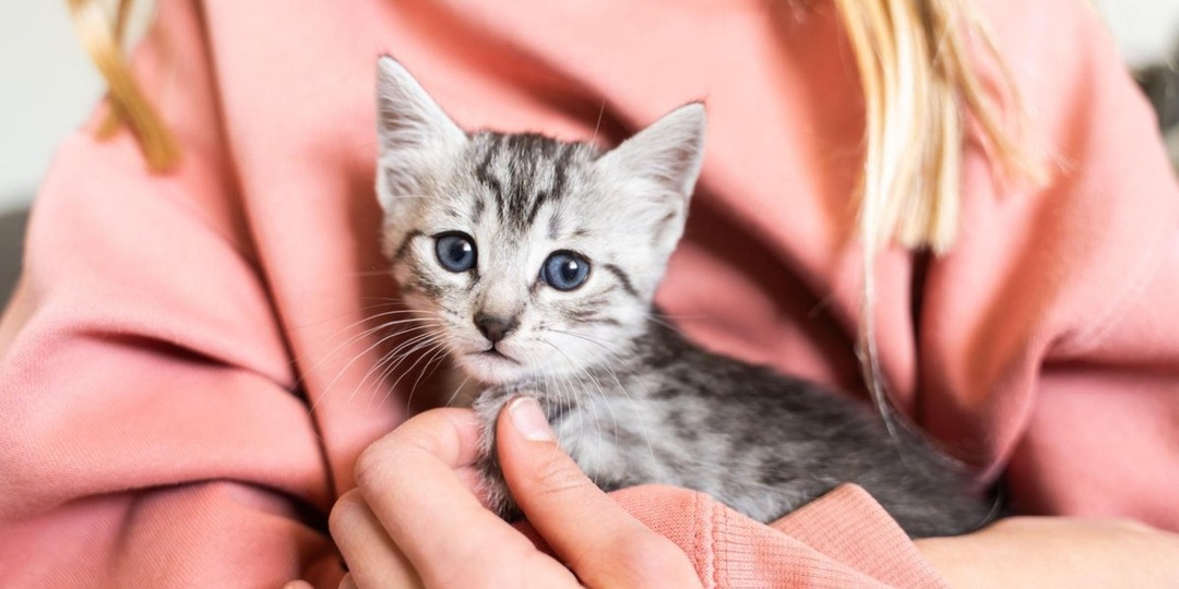 Благодарность без слов: как кошки говорят «спасибо»